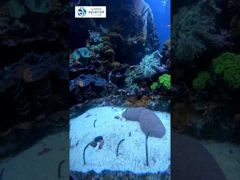 サンゴ礁の恐怖の「ケアサロン」