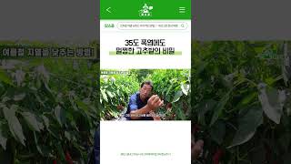 여름 고추 농사 망치기 싫다면? 지열부터 잡으세요 #shorts #farming