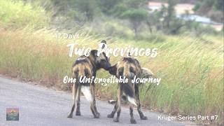 Kruger Series 2026 Part 7 - Satara to Lower Sabie Kruger National Park MQDEFAULT Thumbnail