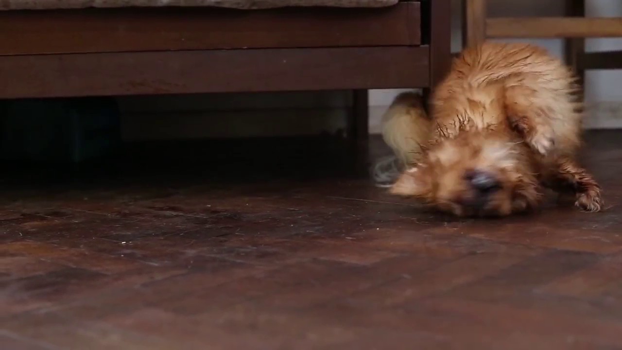 TRAILER Vida de perros 2016