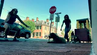 Download Lagu 5 mo Goldendoodle (Tucker) Best Dog Trainers in VA Thumbnail