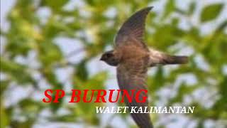 Download lagu SUARA BURUNG WALET KALIMANTAN MP3 | SP CEPAT RESPON | INFO WALET  mp3 Download lagu SUARA BURUNG WALET KALIMANTAN MP3 | SP CEPAT RESPON | INFO WALET  mp3
