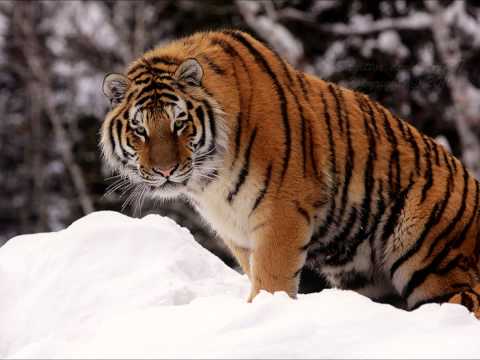 LA MUSICA DE LOS DIOSES