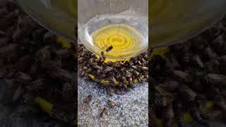 Napáječka pro včely