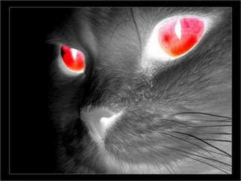 Mark Sherry vs. Dr. Willis - Here Come The Dums