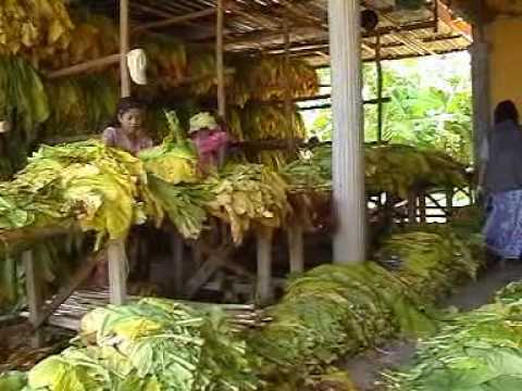 Tanam Tembakau - JBT