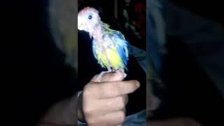 Rosella Parrot Baby Called For Feed