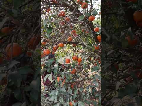 Abdul Karim is harvesting the canes. Look at how the work is being done. You must watch.🍊🍊😍🥰💔🥀🤑🥱🥳