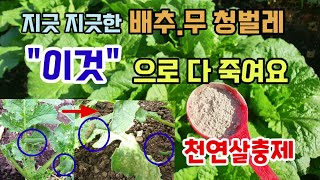 배추.무 청벌레 각종나비나방벌레 "이것" 하나로 다 죽여요 천연살충제 바실러스미생물 배추해충방제시기 배추결구…