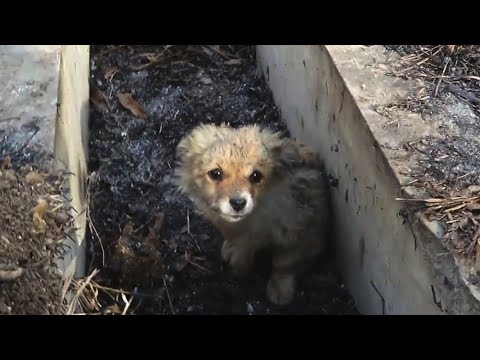 Crying Puppy Rescued From Burnt Fire, He Hid At Ditch, Begged For Survive