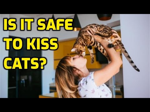 Is It Safe To Kiss Cats On Their Mouth?