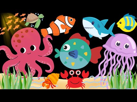 Ocean Friends Adventure Baby Sensory Video with High Contrast Visual Tracking and soothing sounds