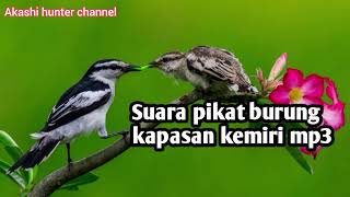 Download lagu Suara pikat burung kapasan Kemiri mp3 mp3