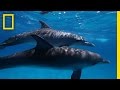 Here S What We Know About Dolphin Intelligence National Geographic