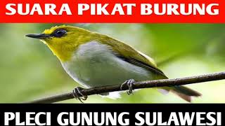 Download lagu SUARA PIKAT BURUNG PLECI GUNUNG SULAWESI || KACAMATA HITAM mp3 Download lagu SUARA PIKAT BURUNG PLECI GUNUNG SULAWESI || KACAMATA HITAM mp3