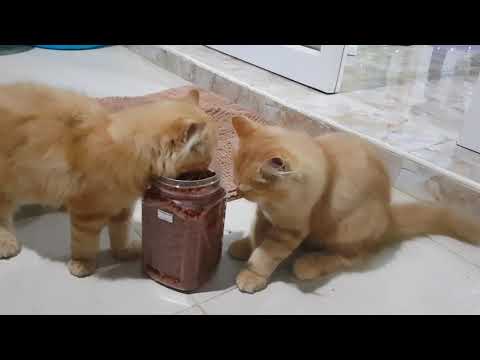 มีแมวต้องมีโอ