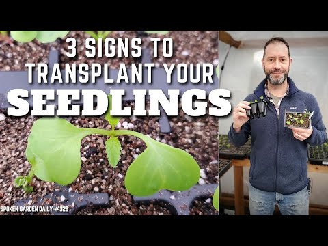 , title : '🌱 When to Transplant Seedlings (Look for These 3 Signs) #shorts | Winter Seed Sowing - SGD 328 🌱'