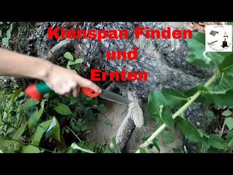 Kienspan/ Fatwood/ Maya Sticks finden und ernten