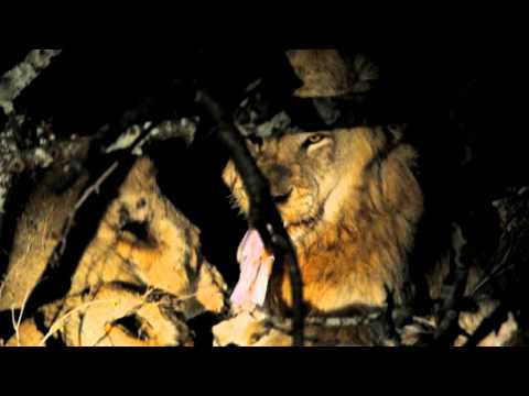 Lion Kill in Kruger Park - Buffalo Feast