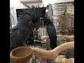 Black palm cockatoo Parrots  for sale whats-app 00237699461444