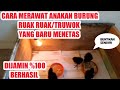 TUTORIAL Cara Merawat Anakan Burung Ruak Ruak Yang Baru Menetas