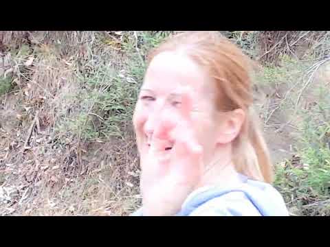 Drop Bear pretending to be a Koala almost kills Irish tourist