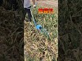 Spring Farming Technical Knowledge Topic Creation Plan