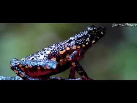 SU ADA DIA - QIBATA CREW X PEMDA ZONE GRC (COVER)