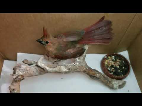 juvenile cardinal 7 11 19