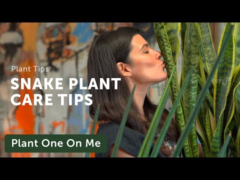 , title : 'Ultimate SNAKE PLANT CARE Guide — Ep 202'
