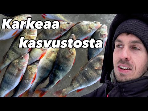 ISOJA AHVENIA VIIMEISILTÄ JÄILTÄ | Ahvenen pilkintää keväällä