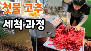 첫 물 고추 세척 과정 속이 시원합니다 최강 고추 세척기