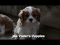 Cavalier King Charles Spaniel dogs for sale: Buck - Video 1
