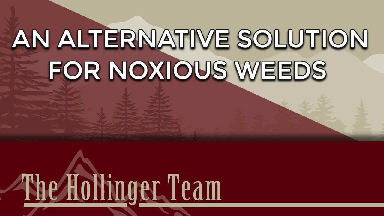 How Can Bugs Help Reduce Noxious Weeds on Your Property?
