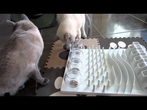 Tonkinese & Cat Activity Fun Board Food & Treat Puzzle [HD]