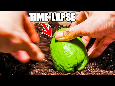 Growing Chayote Squash From Fruit Time Lapse (114 Days)