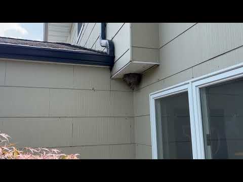 Bald-Faced Hornets Nesting Above the Back Door in Metuchen, NJ