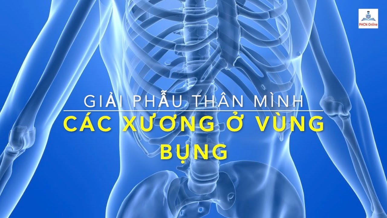 Giải phẫu thân mình: Các xương nâng đỡ bụng