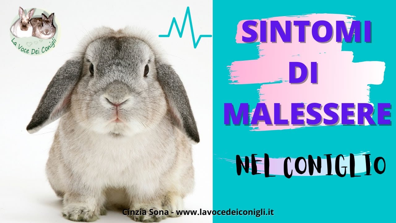 SINTOMI DI MALESSERE nel coniglio #coniglio