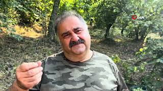 Düzce’de fındık hasadı başladı