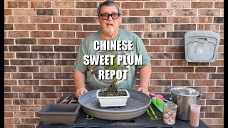 Chinese Sweet Plum Repot