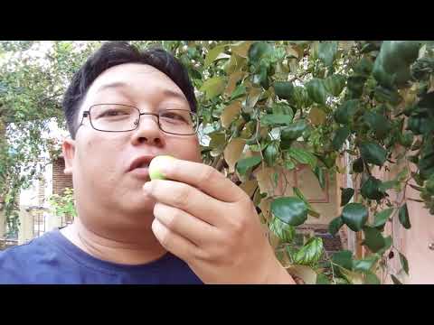 Menurunkan berat badan dengan laktofiltrum Saya kehilangan berat badan selama 5 hari