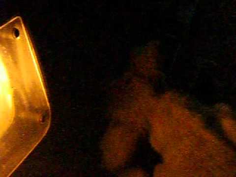 Dog eating dead crickets from car radiator, Morocco