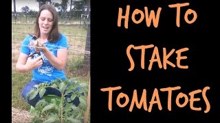 How to Stake Tomatoes