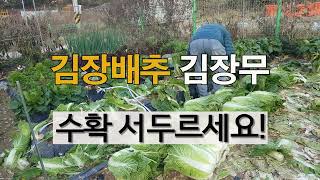 김장배추 김장무 수확 서두르세요! #주말농장 김장배추 가꾸기.