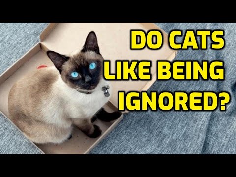 Do Cats Like You More When You Ignore Them?