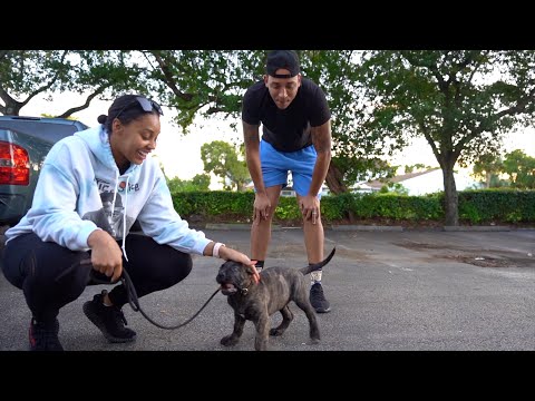 MEETING OUR PUPPY FOR THE FIRST TIME