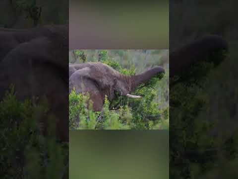 Il mamba nero può uccidere un elefante con il suo potente veleno? (Parte 1)