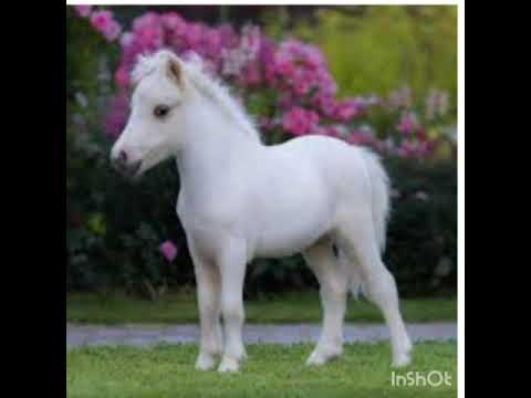 caballos de razas grandes