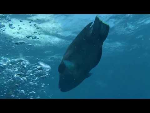 Lumphead Wrasse, Great Barrier Reef